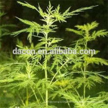 Artemisia annuaL deixa Artemisinin 98% 99%